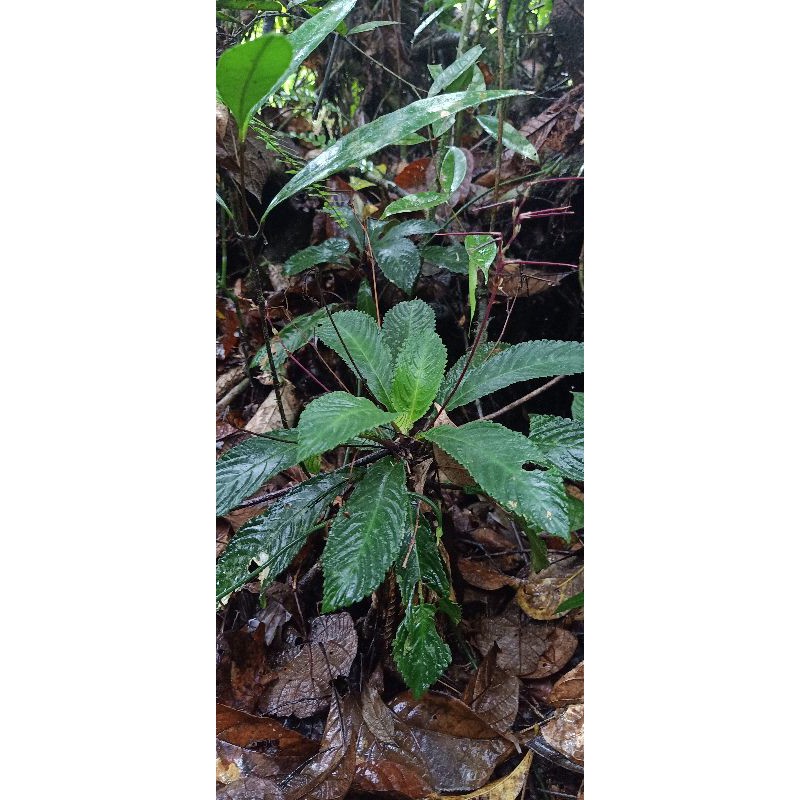 Jual Tanaman Elatostema rugosum Sumatera Tanaman Hutan Sumatera Indoor ...