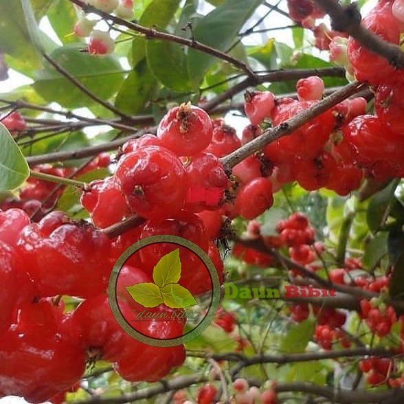 Jual Jambu Air Kancing Merah Okulasi Indukan Super | Shopee Indonesia
