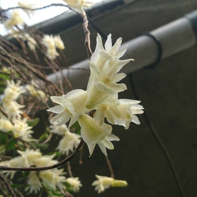 Jual Anggrek dendrobium inflatum | Shopee Indonesia