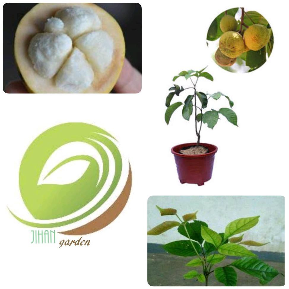 Jual Bibit Buah! Bibit Tanaman Buah Kecapi-Pohon Kecapi Favorite Mulai ...