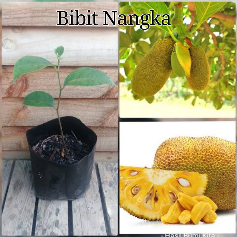 Bibit Nangka Jackfruit Berbuah Banyak herbal Tanaman perkebunan