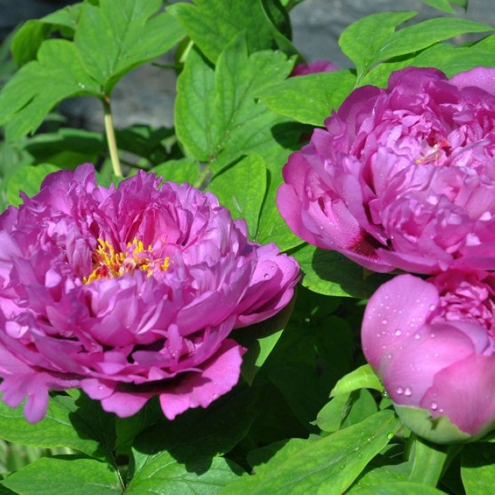 Jual Benih Bunga Biji Peony Mixed Botan 10 seeds | Shopee Indonesia