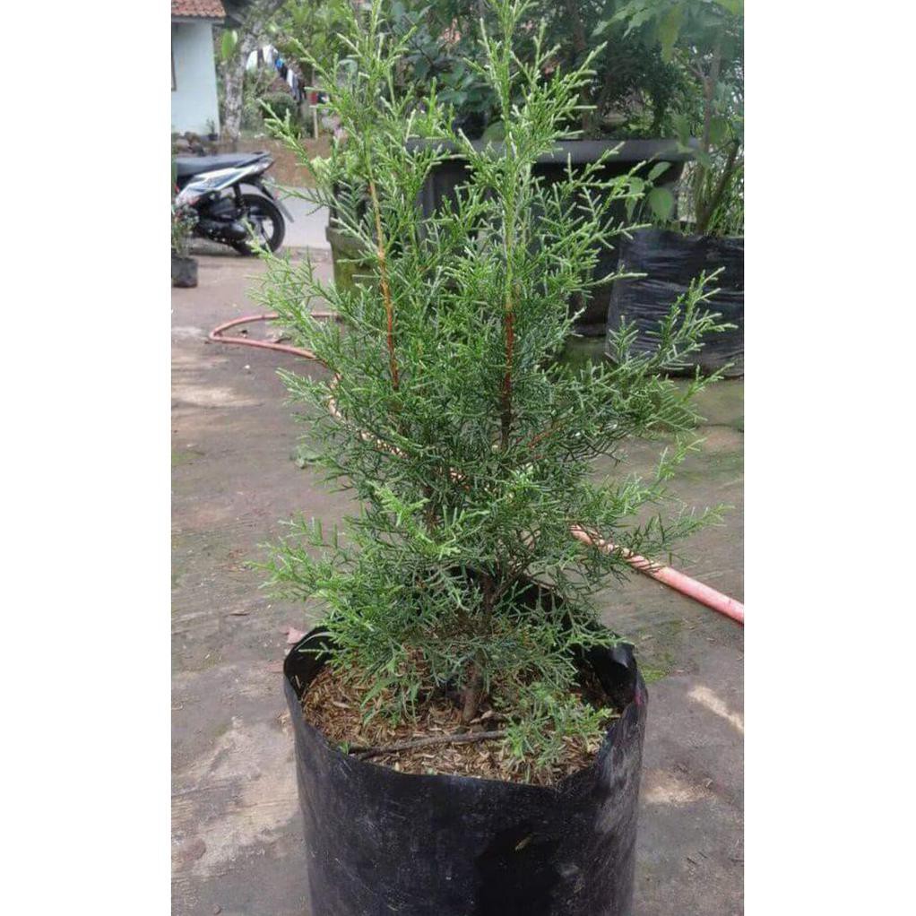 Jual 6 Bibit Tanaman Pohon Cemara Wangi Rentes | Shopee Indonesia