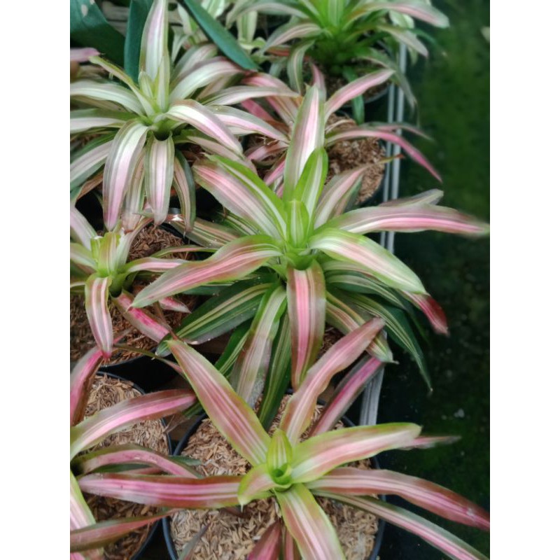 Jual Bromelia tricolor | Shopee Indonesia