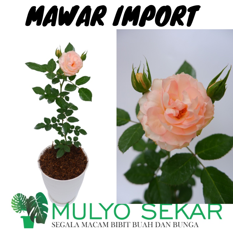 Jual Bunga Mawar Import LOVELY ROKOKO Berbunga Wangi & Bergaransi ...