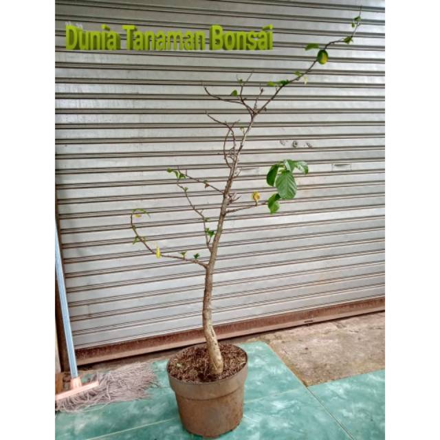 Jual Tanaman hias bahan bonsai kaki gajah atau baobab tree tambleg ...