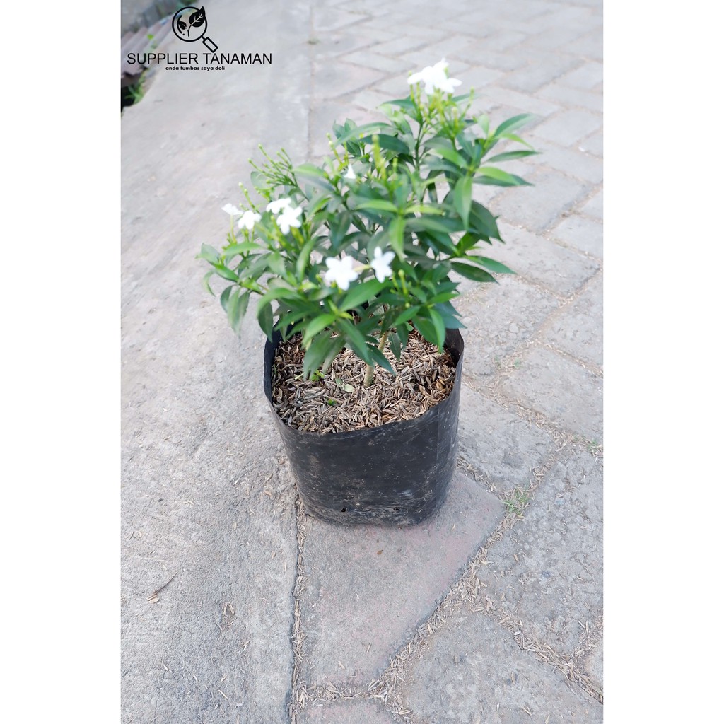 Jual Tanaman Bunga Melati China - Tanaman Hias Rombusa - Pohon Rombusa ...