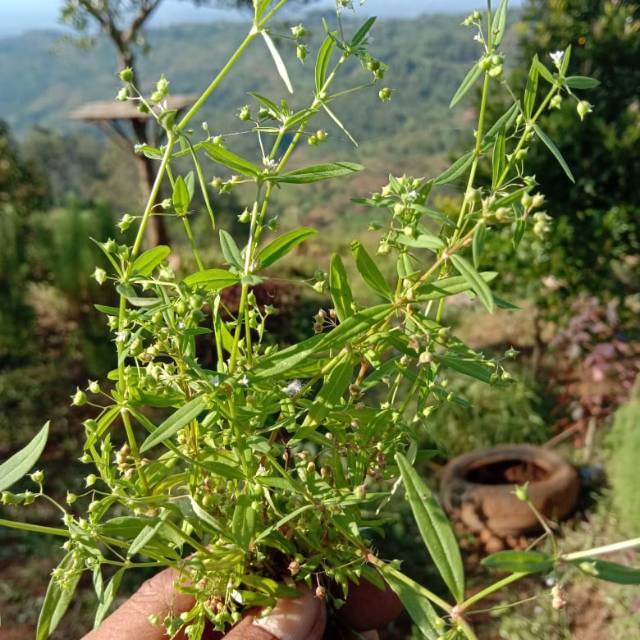 Jual RUMPUT MUTIARA SEGAR | Shopee Indonesia