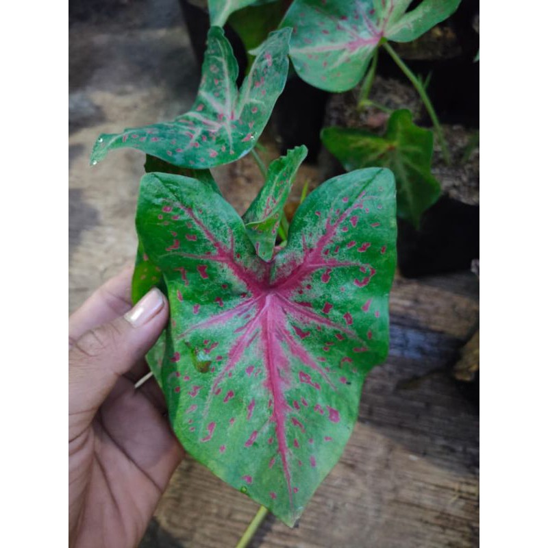 Jual Tanaman hias Kelady Red Meteor // Caladium Red Meteor lokal ...