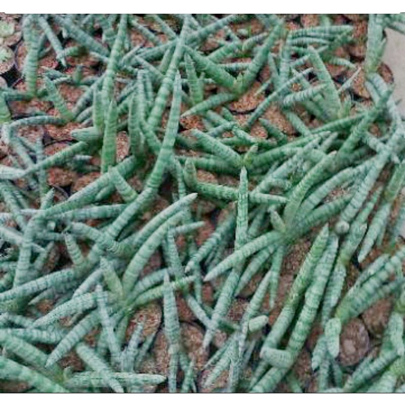 Jual tanaman sansivera boncel/ sansiviera boncel | Shopee Indonesia