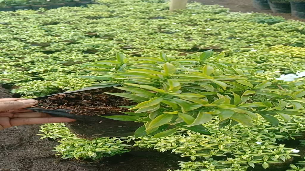 Jual Tanaman hias rembossa mini bunga putih - rombusa mini hijau ...