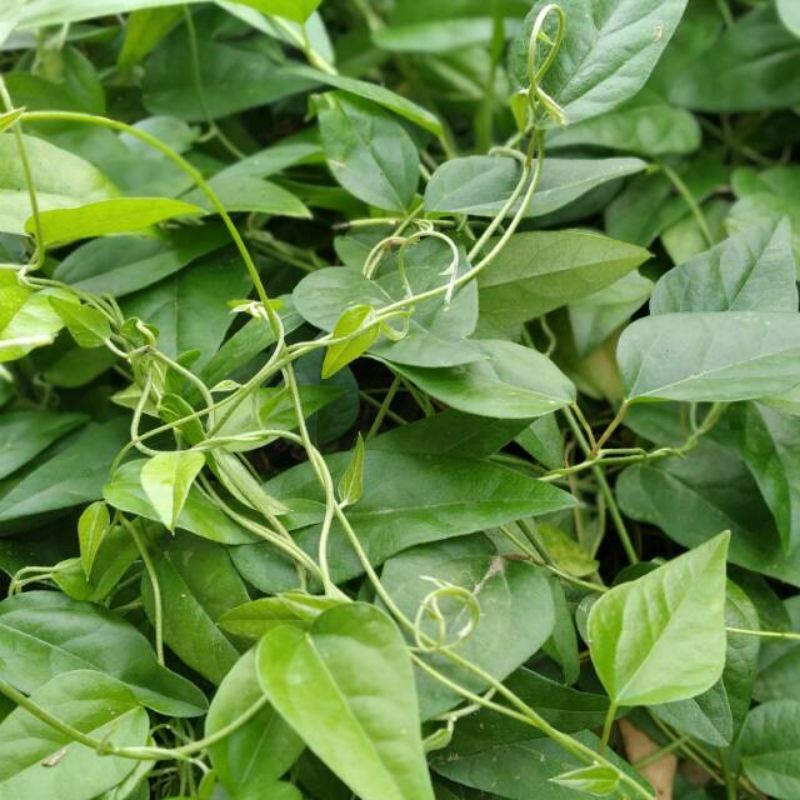 Jual DAUN CINCAU RAMBAT (beli 200 bonus 100 daun) | Shopee Indonesia