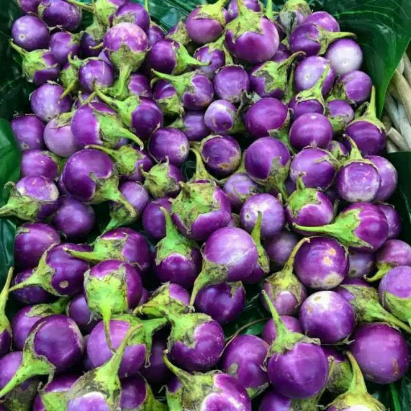 Jual Pristiani 200 Seeds Benih Terong Lalap Ungu Terong Bulat | Shopee ...