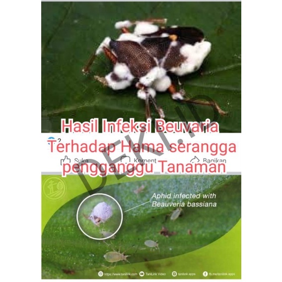 Jual Beauveria Bassiana Bevtek WP 100 gr Pestisida Organik Jamur ...