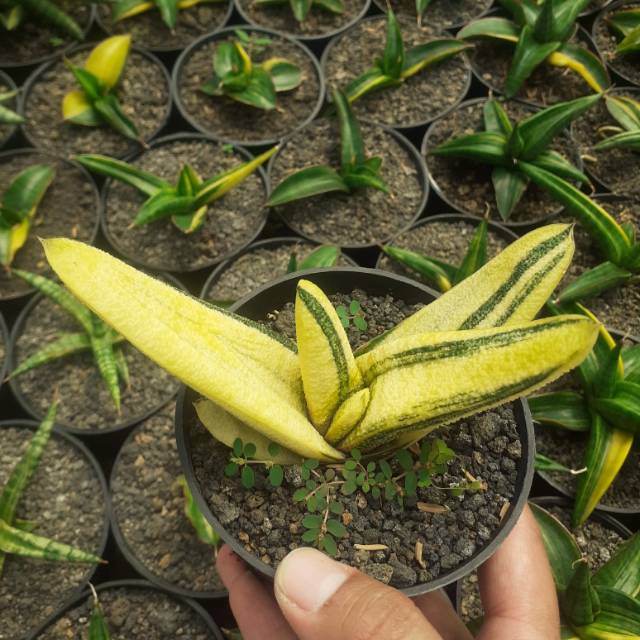 Jual Gasteria batesiana variegata | Shopee Indonesia