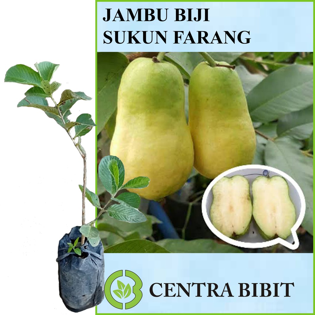 Jual Tanaman Buah Jambu Biji Sukun Farang Shopee Indonesia