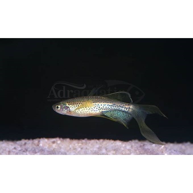 Jual (INSTANT BANDUNG) IKAN HIAS LONGFIN LEOPARD DANIO ZEBRAFISH AIR