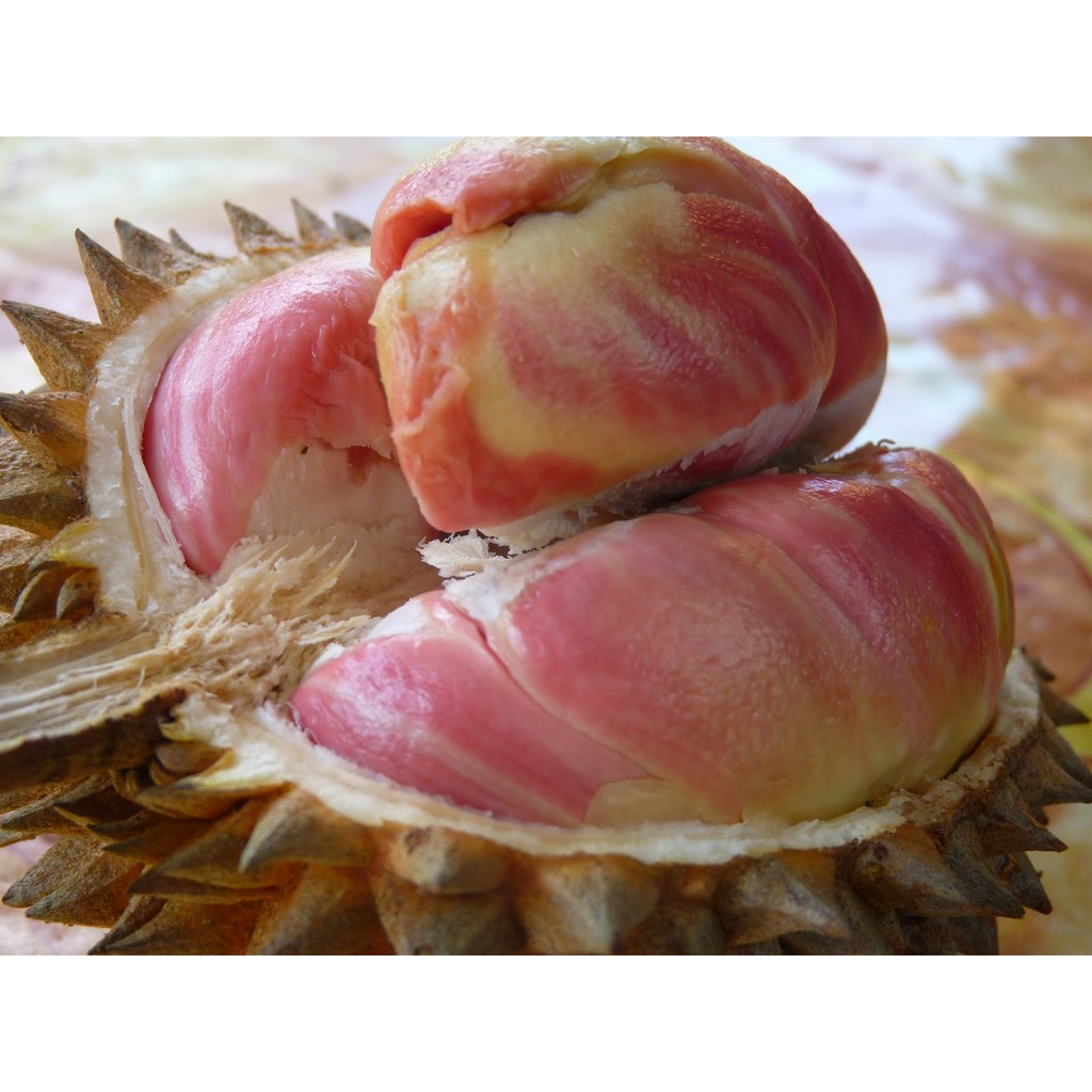 Durian Pelangi: Si Cantik dengan Warna dan Rasa yang Nikmat