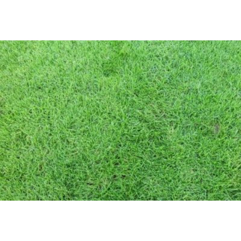 Jual rumput peking, rumput jepang, rumput hias 15x15 | Shopee Indonesia