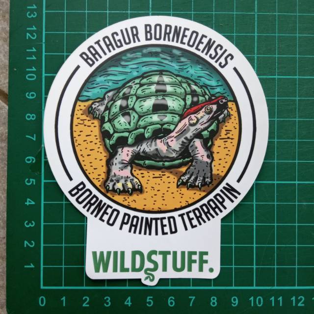 Jual Sticker Wildstuff - Batagur borneoensis Borneo Painted Terrapin ...