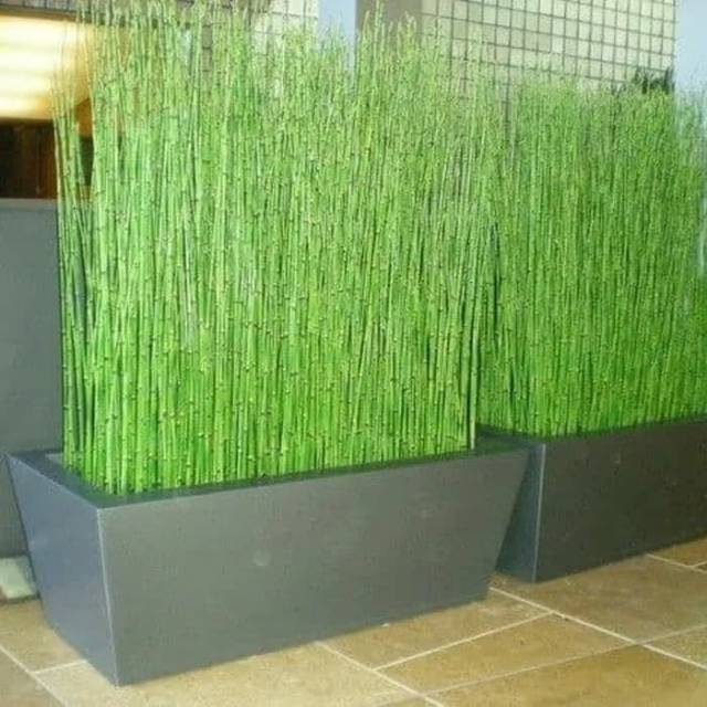 Jual Tanaman Bambu Air / Bambu Kecil / Bambu Pagar / Tanaman Pagar