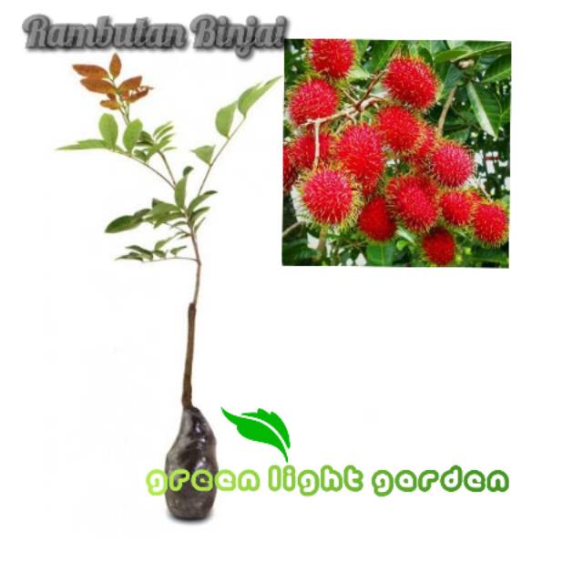 Jual Bibit rambutan binjai | Shopee Indonesia