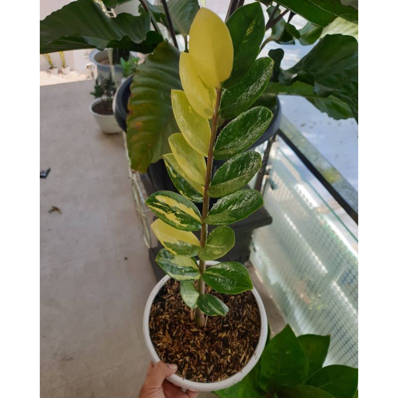 Jual Tanaman Hias Zamia kulkas Varigata / zamia culcas variegata | Shopee  Indonesia