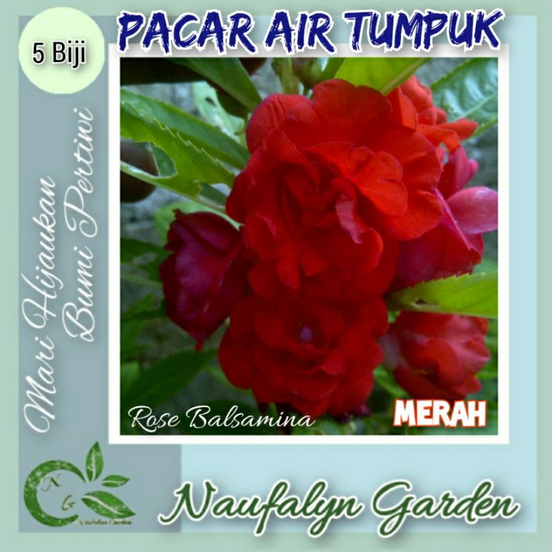 Jual 5 Benih Bunga Pacar Air Merah Tumpuk Rose Balsamina Benih Biji