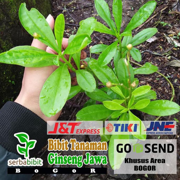 Jual S P Bibit Tanaman Ginseng Jawa Som Jawa Shopee Indonesia