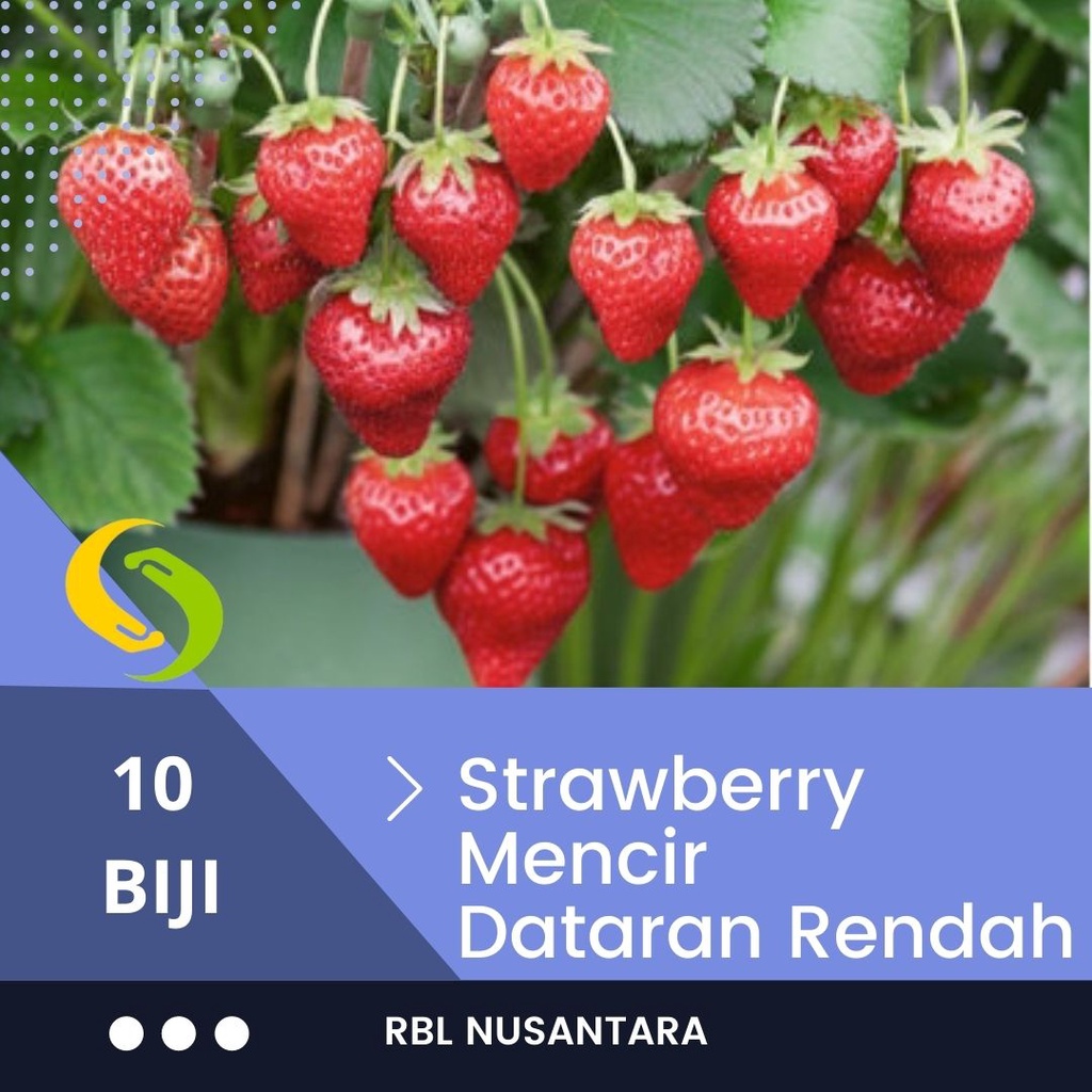 Jual 10 Benih Strawberry Mencir Dataran Rendah Tanaman Buah Buahan ...