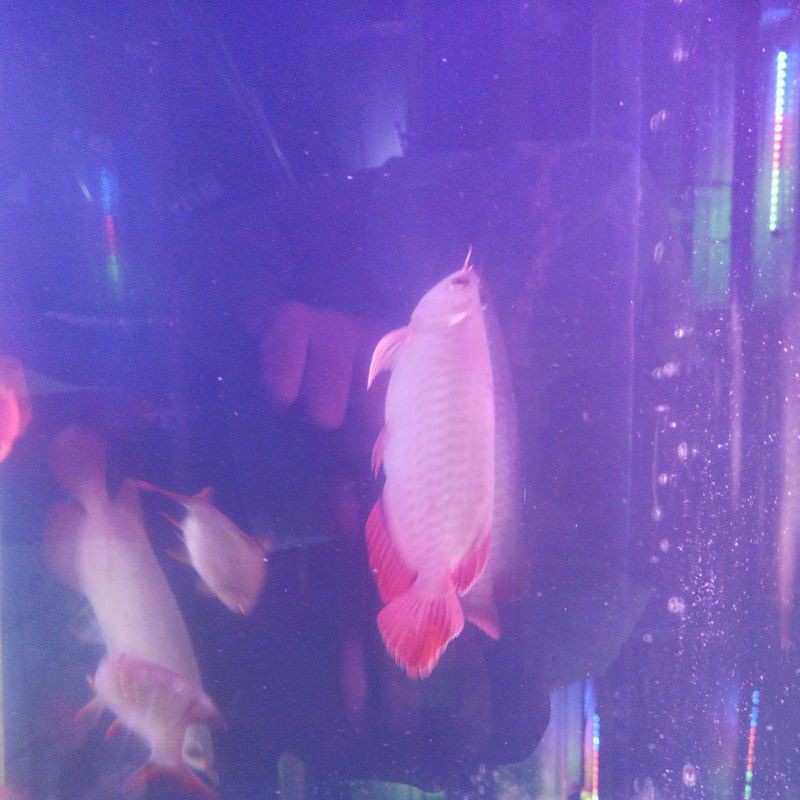 Jual Ikan Arwana Super red | Shopee Indonesia
