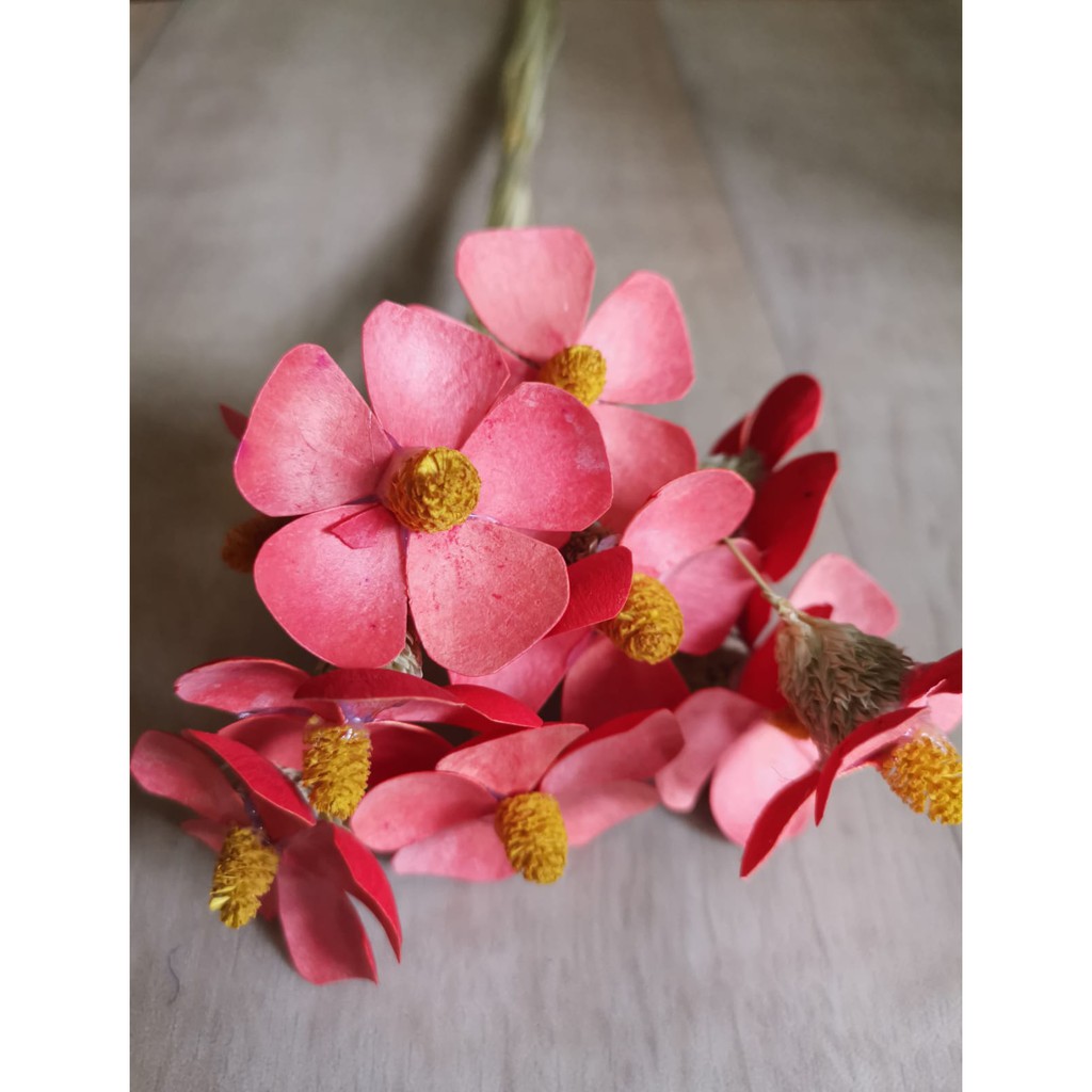 Jual Sola Daisy Flower Per Pack 10 Tangkai | Shopee Indonesia