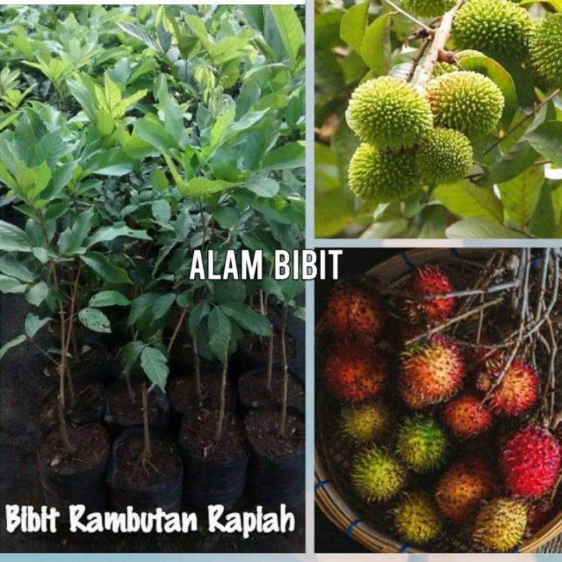 Jual BIBIT RAMBUTAN RAPIAH OKULASI (BISA DI TARUH POT) | Shopee Indonesia