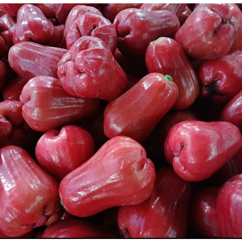 Jual Jambu Citra Merah 1 Kg Shopee Indonesia