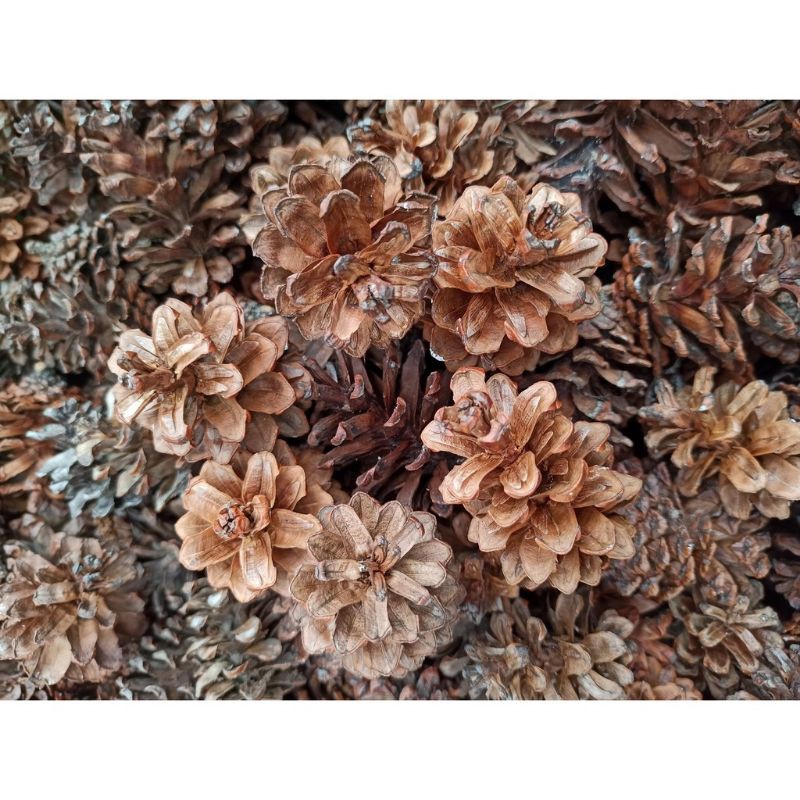 Jual Bunga Pinus/ Pine / Cone Kering /Dekorasi Rustic/ Properti Foto ...