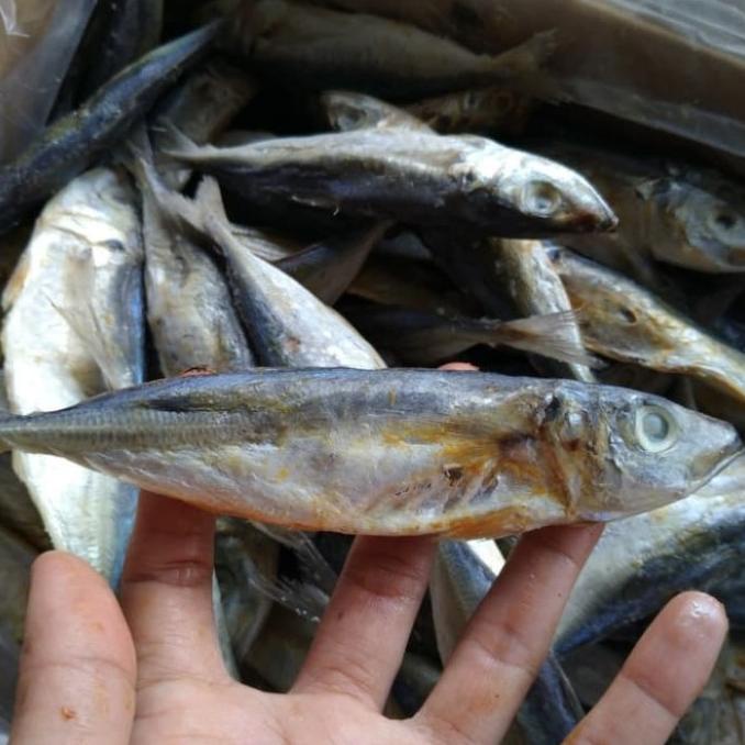 Jual Sale Ikan Asin Japu Layang Super Kg Ikan Asin Paling Dicari Shopee Indonesia