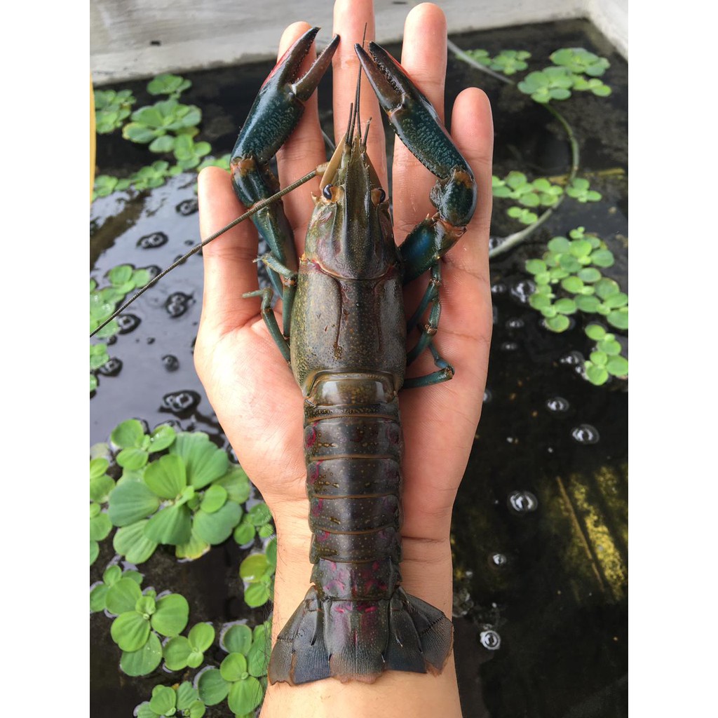 Jual Indukan Lobster Air Tawar 5" (10 ekor) | Shopee Indonesia