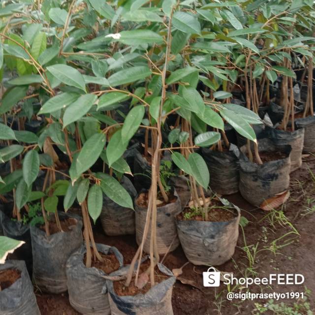 Bibit Pohon Durian Bawor Kaki Tiga(3) - Tanaman Buah Duren Bawor
