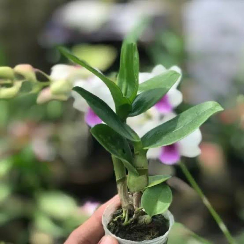 Jual Anggrek Dendrobium Rabbit spatulatta | Shopee Indonesia