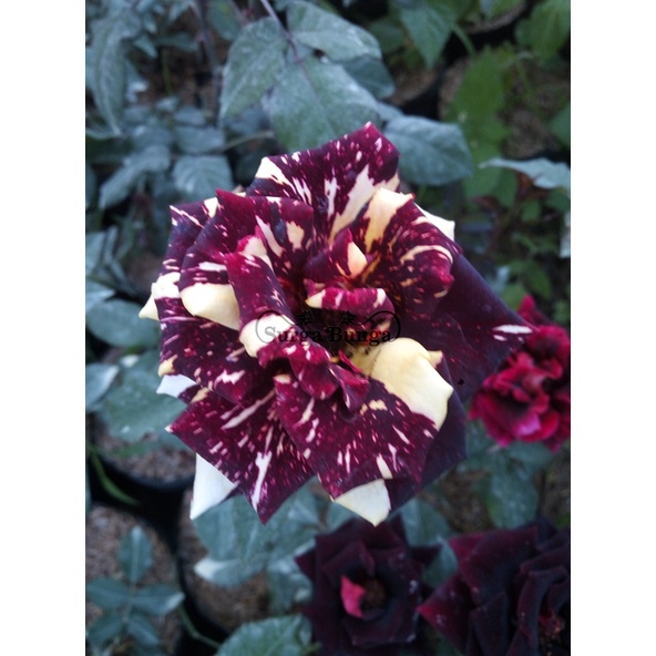 Jual Tanaman Bunga Mawar Indukan Super Besar Mawar Holland (rosa sp ...