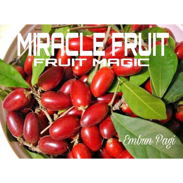 Jual TERBAIK Bibit Miracle Fruit atau Fruit Magic atau Buah Ajaib ...
