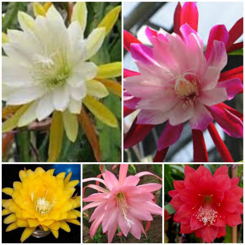 paket 5 Tanaman Wijaya Kusuma bunga cantik / tanaman gantung / tanaman pot