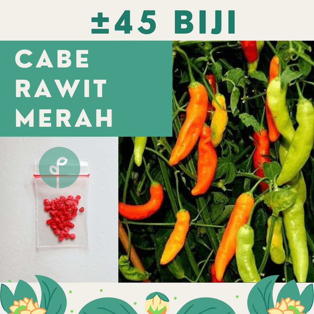 Jual 45 Benih Bibit Cabe Rawit Merah Merunduk Cabai Sigantung Biji