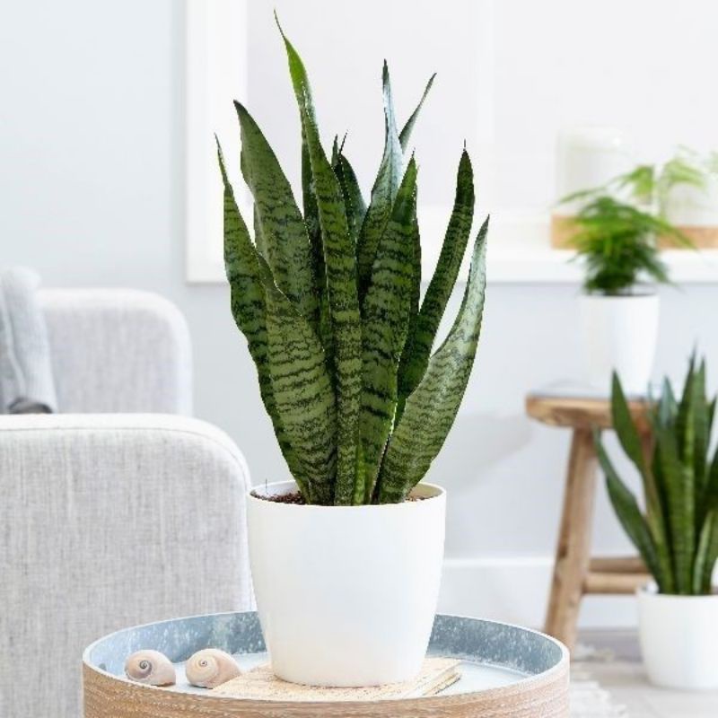 Tanaman Hias Sansivieria - Sansivera Superball - Sansivera Hijau - Tanaman Indoor Pembersih Udara