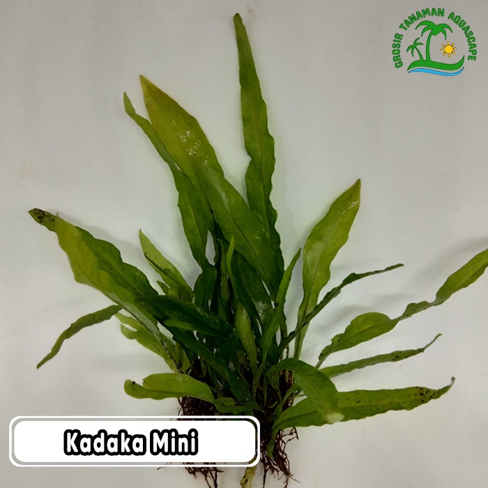 Jual ( 1 ikat ) kadaka mini super tanaman aquascape | Shopee Indonesia