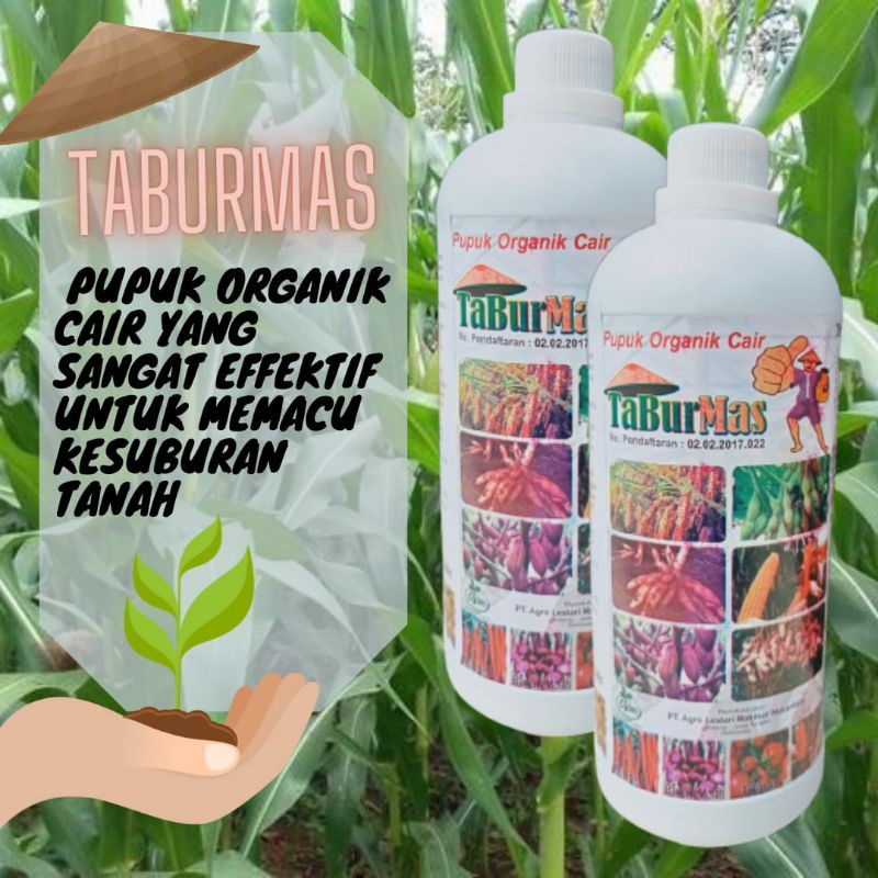 Jual Pupuk Pertumbuhan Tanaman Pisang Raja Pupuk Buah Untuk Pisang