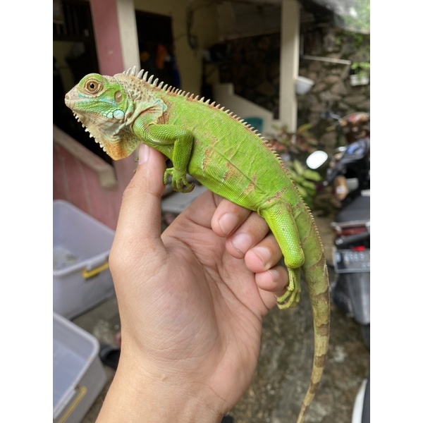 Jual iggy green het blue ready langsung order | Shopee Indonesia