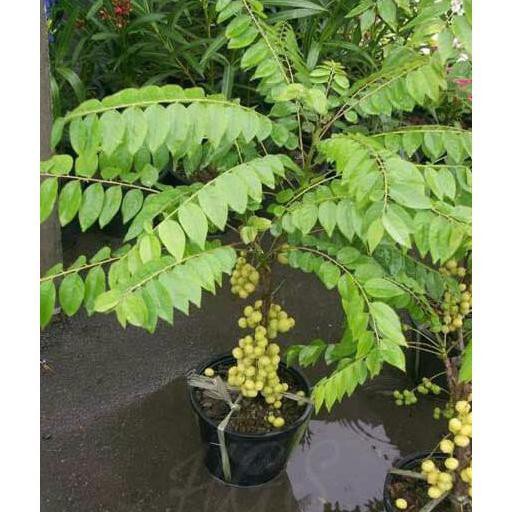 Original! Bibit Tanaman Buah Cermai Manis Ori!
