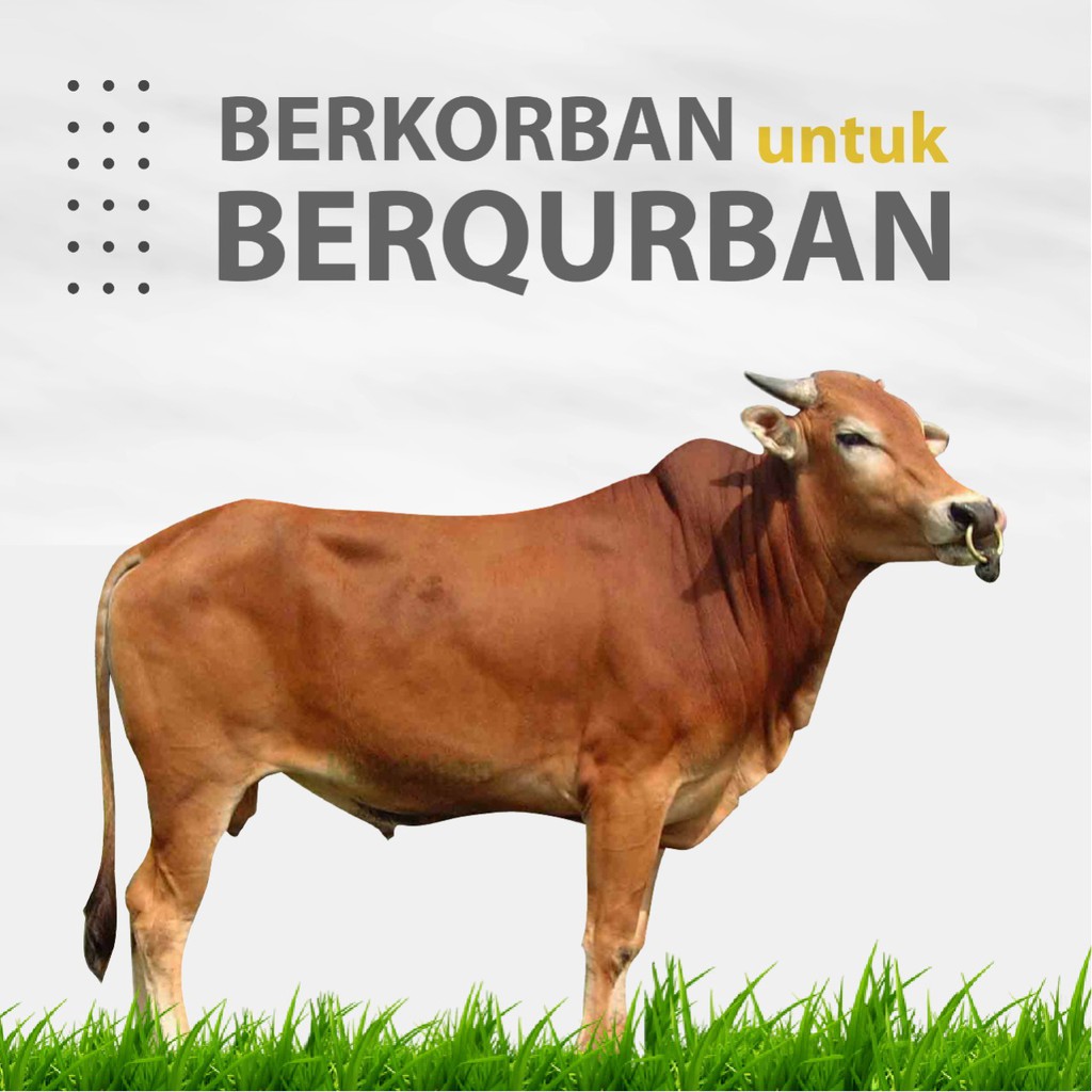 Jual Berkorban Untuk Qurban Kurban Sapi Sepertujuh Untuk Anak Yatim Dan ...