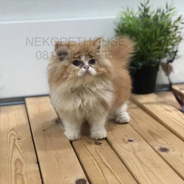 Persia peaknose hot sale kitten